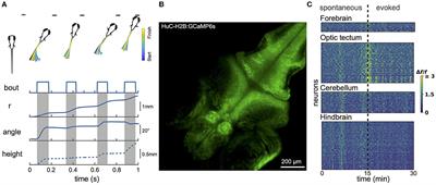 Whole-brain imaging of freely-moving zebrafish